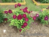 Burgundy Ice Burgundy Ice