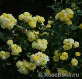 Golden Border Golden Border