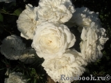 White Meidiland White Meidiland