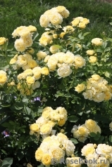 Golden Border Golden Border