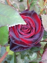 Black Baccara Black Baccara