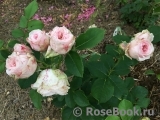Claire Rose Claire Rose