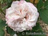 Claire Rose Claire Rose
