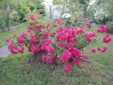 Super Excelsa Super Excelsa
