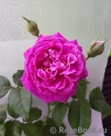 Scent of Woman ® Scent of Woman ®
