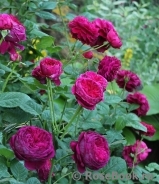 Falstaff® Falstaff®