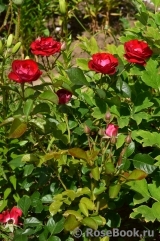 Rose der Einheit ® Rose der Einheit ®
