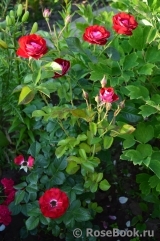 Rose der Einheit ® Rose der Einheit ®