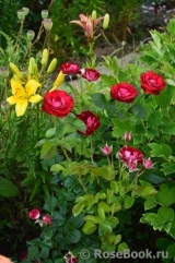 Rose der Einheit ® Rose der Einheit ®