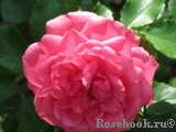 Rosarium Uetersen Rosarium Uetersen