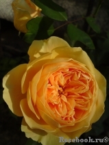 Crown Princess Margareta® Crown Princess Margareta®
