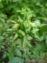 Viridiflora Viridiflora