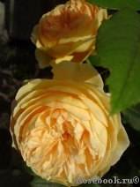 Crown Princess Margareta® Crown Princess Margareta®