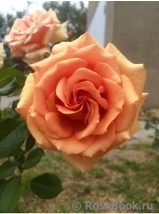 Ashram Ashram