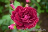 Burgundy Ice Burgundy Ice