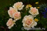 Chandos Beauty Chandos Beauty