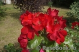 Robusta Robusta