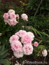 Home & Garden Home & Garden