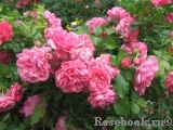 Rosarium Uetersen Rosarium Uetersen