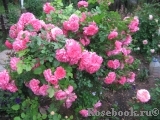 Rosarium Uetersen Rosarium Uetersen