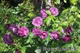 Rhapsody in Blue Rhapsody in Blue