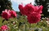 Gertrude Jekyll