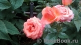 Cherry Brandy 85