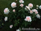 Chandos Beauty Chandos Beauty