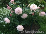 Kordes' Rosenfaszination ® Kordes' Rosenfaszination ®