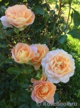 Sangerhauser Jubilaumsrose Sangerhauser Jubilaumsrose