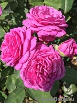 Heidi Klum Rose Heidi Klum Rose