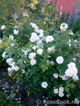 Aspirin Rose Aspirin Rose