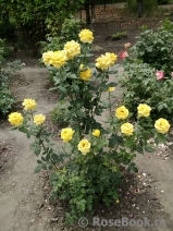 Friesia Friesia
