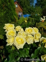 Wainwright Rose, The Wainwright Rose, The