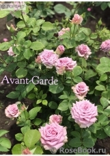 Avant Garde Avant Garde