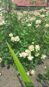 Lovely Green ® Lovely Green ®