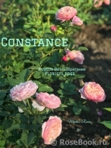 Constance Constance