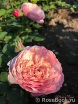 Constance Constance