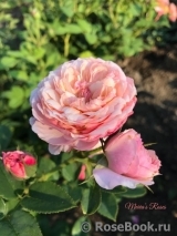 Constance Constance