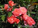 Pink Abundance Pink Abundance