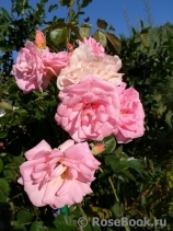 Marie-Victorin Marie-Victorin