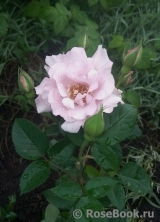 Couture Rose Tilia Couture Rose Tilia