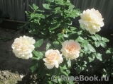 Chandos Beauty Chandos Beauty