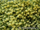 R. banksiae lutea R. banksiae lutea