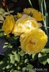 Golden Border Golden Border