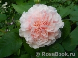 Rose de Tolbiac ® Rose de Tolbiac ®