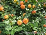Gartenspass ® Gartenspass ®