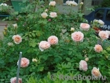 Abraham Darby Abraham Darby