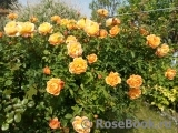 Lady of Shalott Lady of Shalott