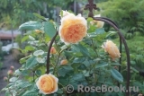 Crown Princess Margareta® Crown Princess Margareta®